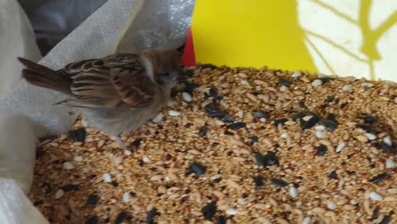 Sparrow enjoys buffet-style feast in Beijing, China