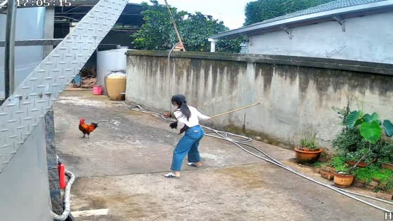 Woman fends off an aggressive rooster with a wooden stick on a road in Sichuan, China