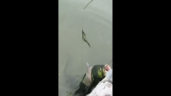 Floating object turns out to be fish caught in seaweed in Zhejiang, China