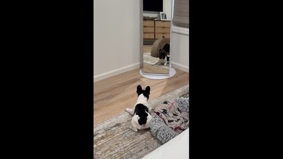 Dog discovers their reflection for the first time: Joey’s reaction