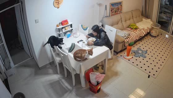 Cats startled after failed jump and cucumber surprise in Anhui, China
