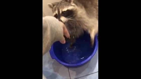 Tishka the raccoon does laundry: adorable sock washing in Baranovichi, Belarus!