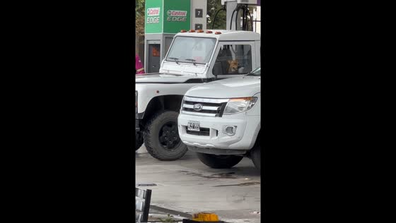Video captures joyful dog dancing in a car in Tandil, Argentina
