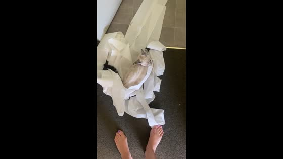 Gremlin strikes: cat unravels entire toilet paper roll