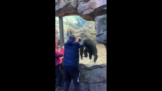 Gorilla mirrors man’s playful movements at Jilin zoo, China