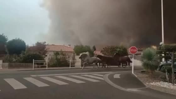 Horses flee wildfire through streets in Biscarrosse, France