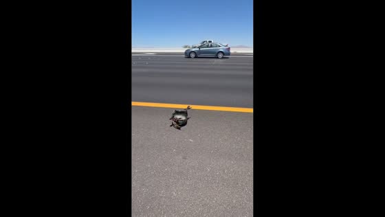 Helmet rolls across highway traffic in Las Vegas, Nevada, USA