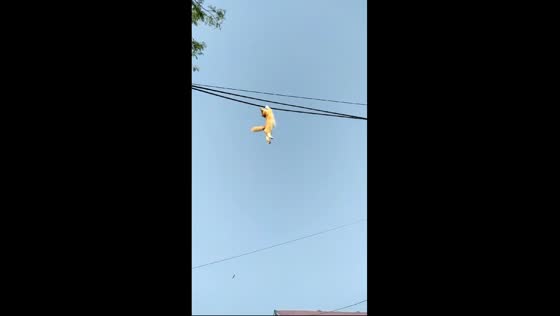 Cat hangs from cable in East Kalimantan, Indonesia, but escapes unscathed