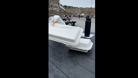 Cheeky seagull snatches child's food: a surprising encounter in Conwy