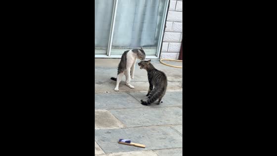 Two cats engage in playful scuffle in Henan, China
