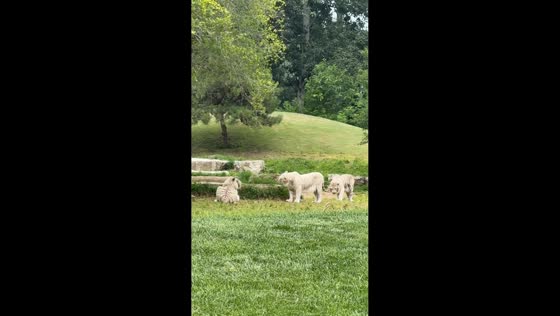White tiger's playful teasing ends with a surprise bump in Beijing, China