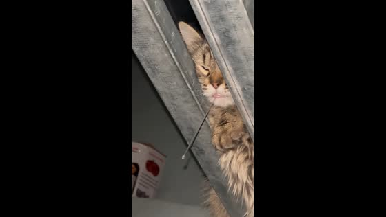 Sleeping cat's drooling nap amuses owner in Biñan, Philippines