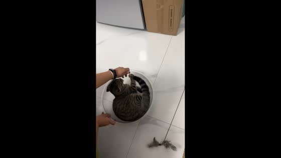 Cat gets dizzy after spinning in bowl in Zhejiang, China