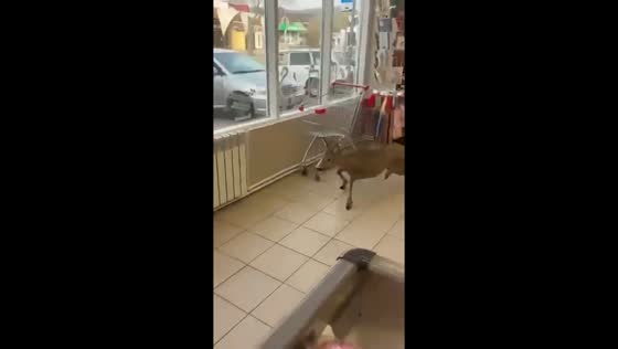 Deer runs into supermarket in Krasnodar Krai, Russia