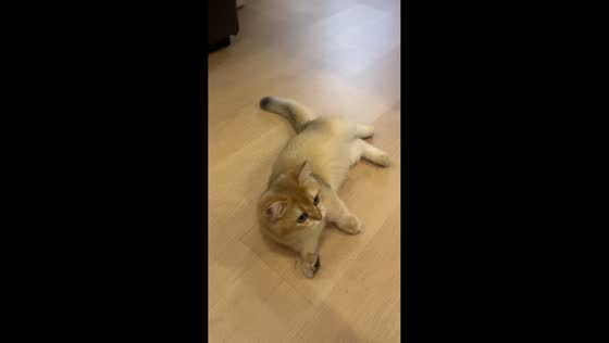 Clever cat shows off tricks in Guangdong, China