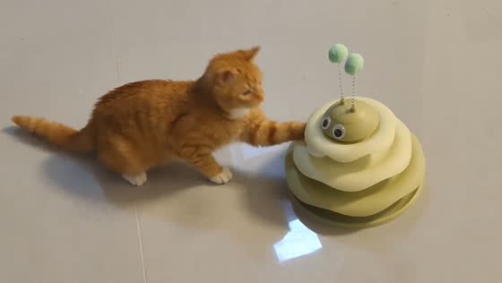 Cat tries to remove ball from toy in Anhui, China