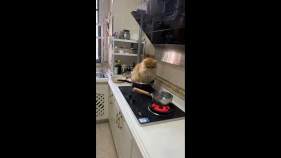 Sitting in the pan, curious cat watches boiling water in Anhui, China
