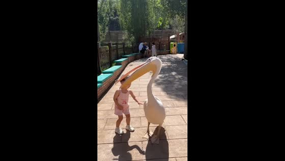Pelican startles young girl with unexpected nip in Gansu, China