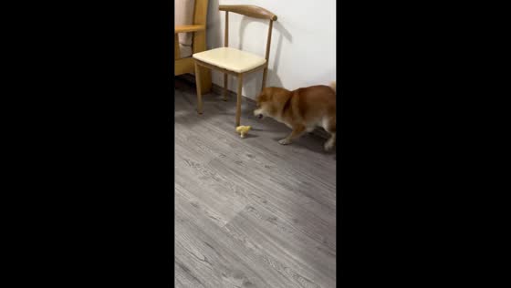 Chicks chase a scared dog in Zhejiang, China