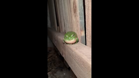 Dog watches singing tree frog during breeding season in Sarina, Australia