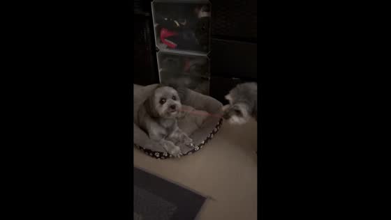 Dogs play tug-of-war with rubber band in Guimba, Philippines