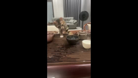 Playful kitten startled by splashing water and tumbles off table in Guangdong, China