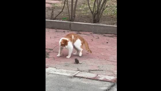 Cat retreats from mouse in Heilongjiang, China