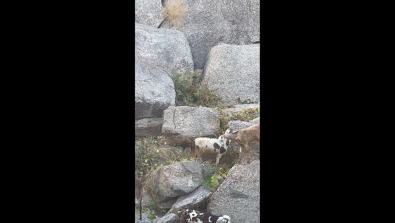 Leopard silently observes goats in Pali, Rajasthan, India
