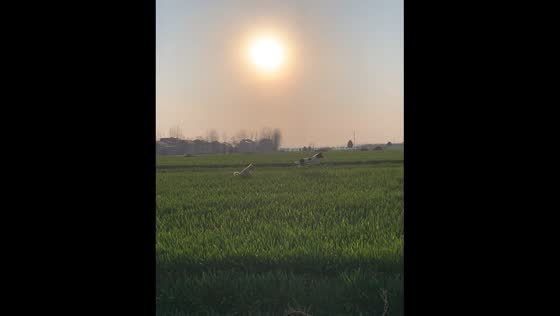 Two dogs jump playfully in a grass field in Henan, China