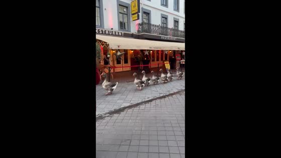 Goose parade takes to the streets with musical accompaniment