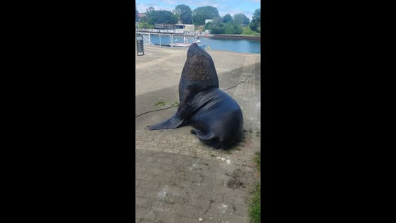 Unlikely visitor: sea lion strolls through Valdivia's entrepreneur stands