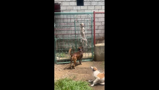 Clever dog climbs fence to enter house in Negros Occidental, Philippines