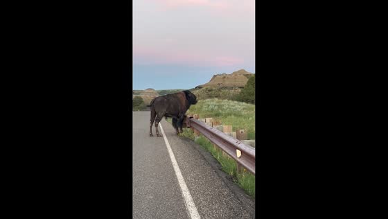 Bison scratches head on roadside guardrail in North Dakota