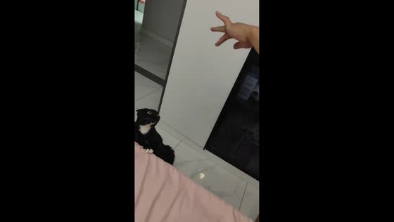 Cat cautious of owner’s hand in Hebei, China