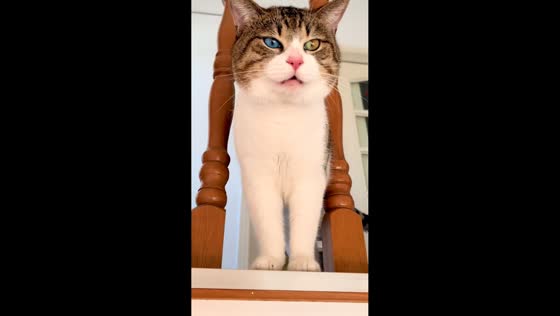 Cat with rare heterochromia meows for attention in Shanghai, China