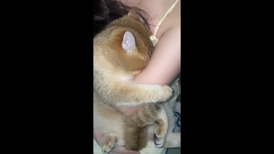 Shy cat hides its face in Guangdong, China