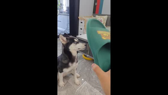 Dog responds to slipper training in Jilin, China