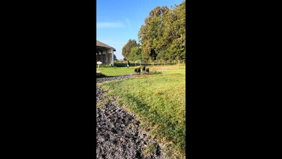 Playful donkey chases sheep on farm in Cremona, Italy
