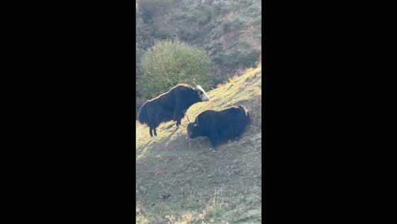 Yak tumbles down a steep hillside after a fierce clash in Qinghai, China