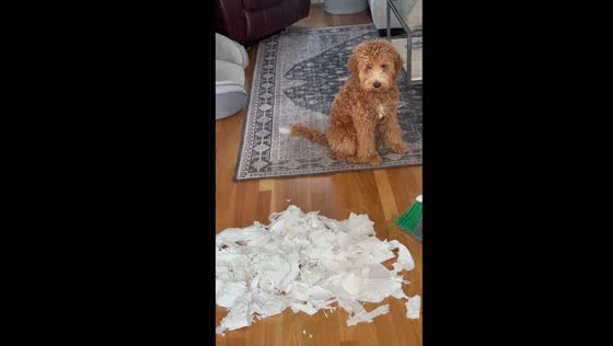 Dog's indifferent tail wagging after paper towel massacre