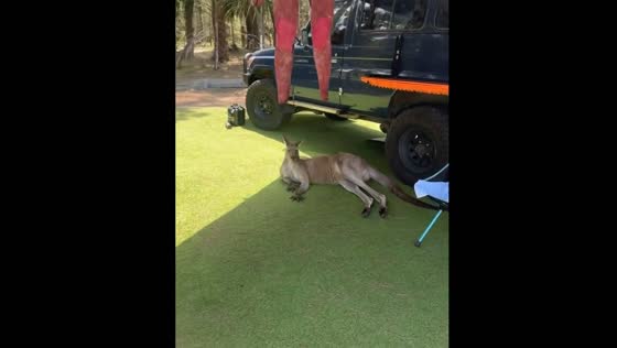 Kangaroo rests in tent shade in South Durras, Australia