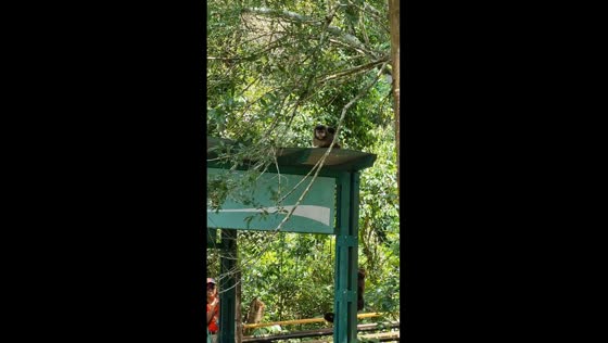 Caught on camera: bold monkey theft at Iguazú National Park 