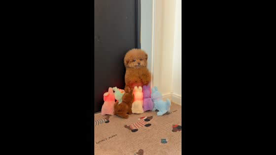 Dog adorably trapped by moving toys in Shanghai, China