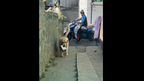 Dog picks up parcel from delivery person in Srinagar, India