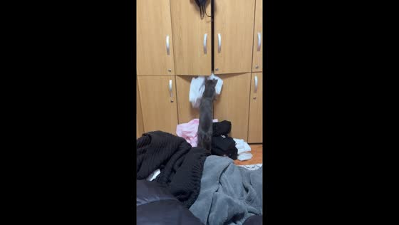 Mischievous cat pulls clothes out of wardrobe in Bucharest, Romania