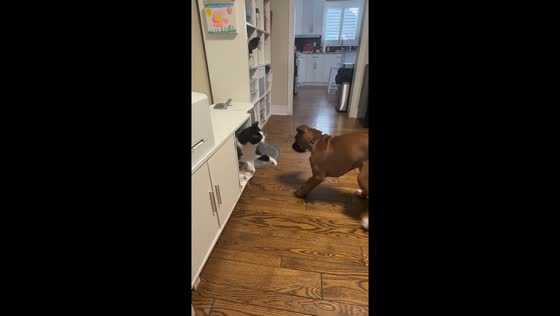 Playful scuffle between cat and boxer puppy in Dorchester, Ontario, Canada