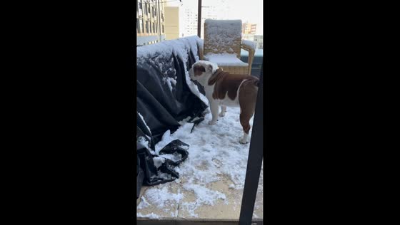 Pet dog ignores owner while eating snow on veranda in USA