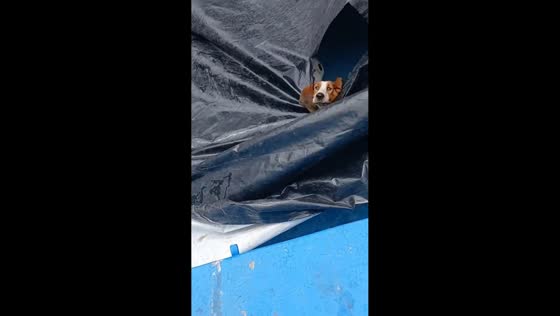 Dog stuck in an empty pool in Mar del Plata, Argentina