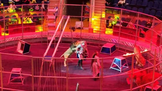 An animal trainer was attacked by a lion during a circus performance in Russia