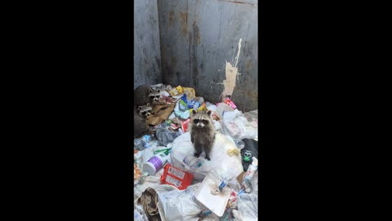 Raccoons caught in dumpster in Novi, Michigan, USA